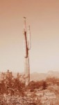 Hawk on Cactus