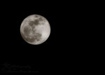 SONY DSC
