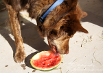 Wiley eating watermelon