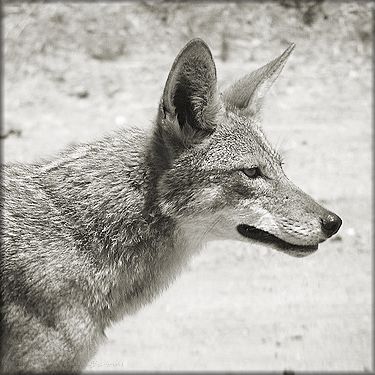 Coyote