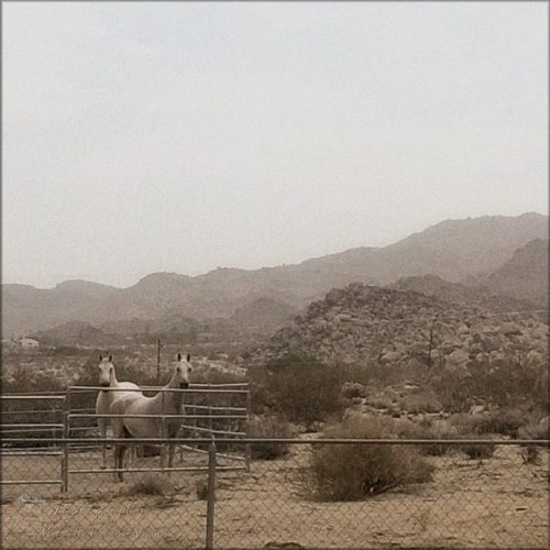 Horses enjoying a cloudy, foggy day