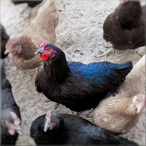 Healthy Black Hen