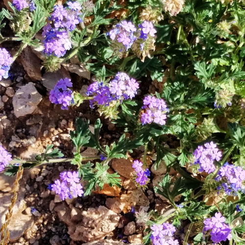 Desert flowers