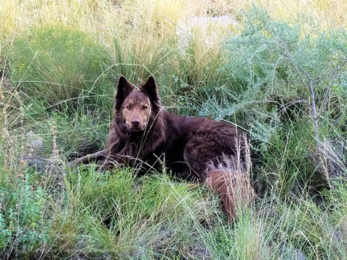 Relaxing in the prairie grass