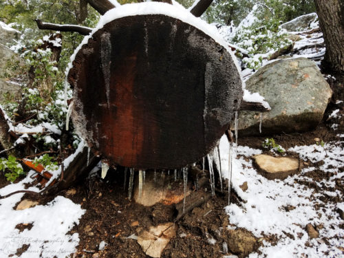 Large icy log along the trail