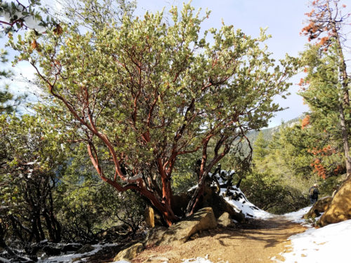 These trees had a beautiful red bark