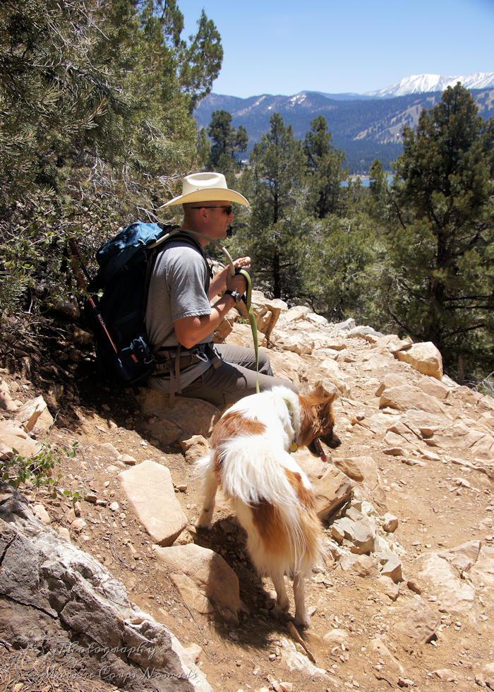 hiking with dogs