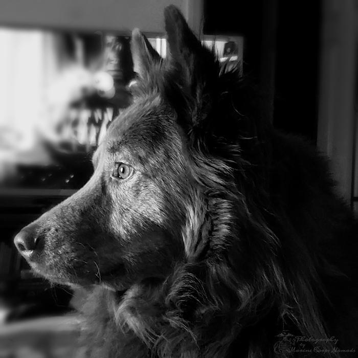 Life with rescue dogs is an adventure. Wiley listening to the coyotes.