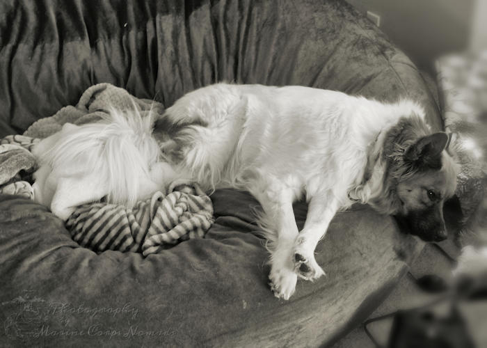 Life with rescue dogs is always an adventure. Wyatt relaxing after playing. Life with dogs is always an adventure.