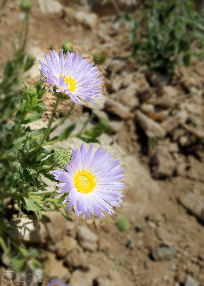 Wildflowers