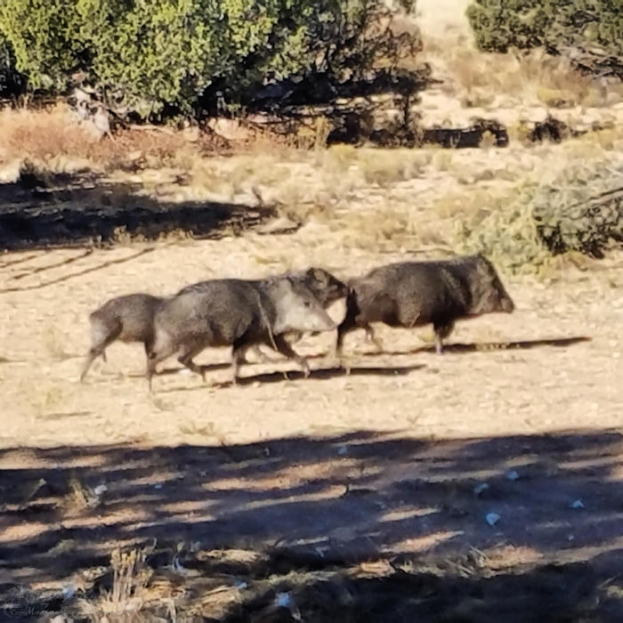 Javelina