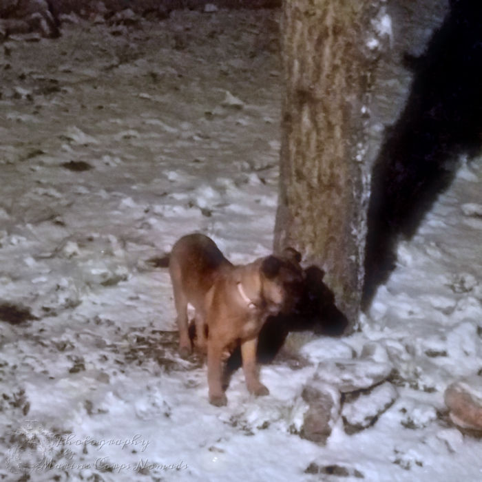 Wynoka exploring the snowy backyard