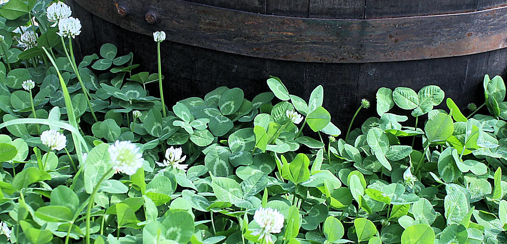 Search for four-leaf clovers - St. Patrick's Day