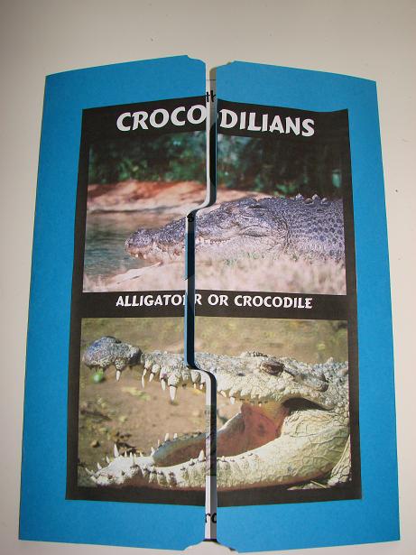 crocodilian lapbook cover