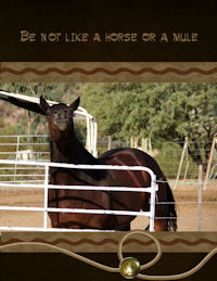 Be Not Like a Horse