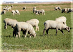 Sheep in Green Pasture