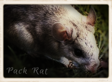 Small Pack Rat