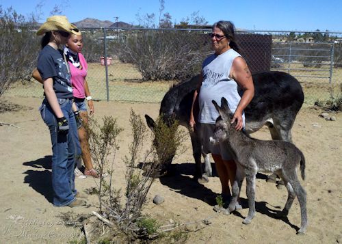 Baby and Momma Donkey