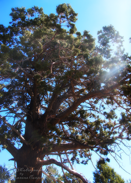 Large Pine