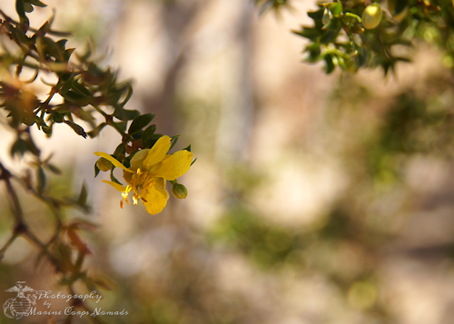 Yellow Flower on Bush