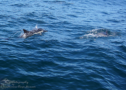 Dolphin Watching 11