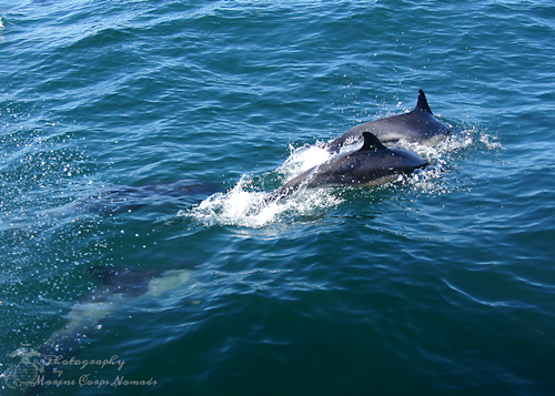 Dolphin Watching 5
