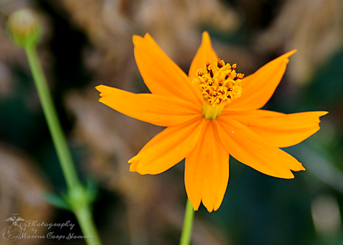 Yellow Flower 1
