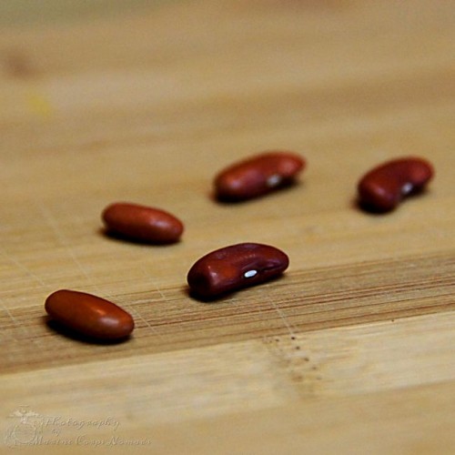 The Dangers of Raw Kidney Beans