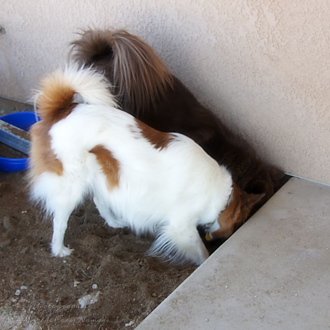 Digging for Ground Squirrels