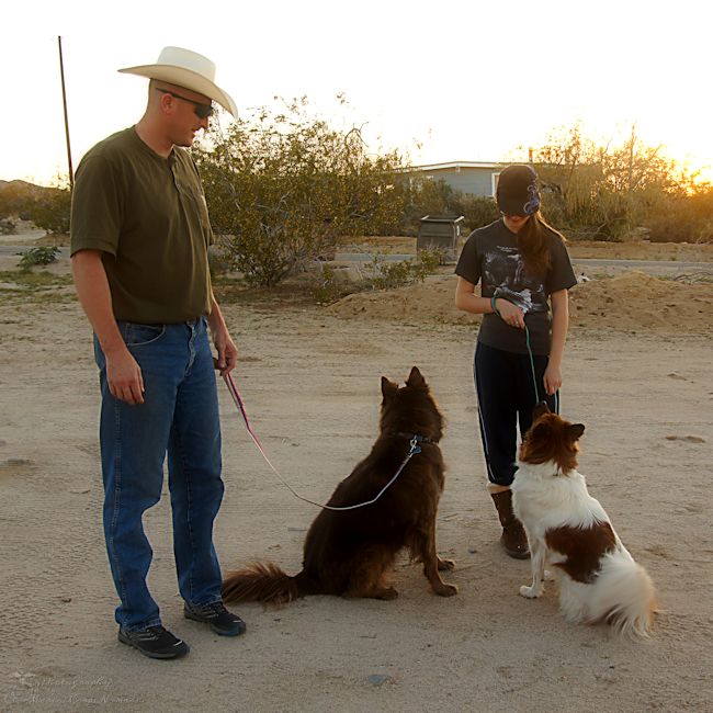 Evening Walk with the Dogs