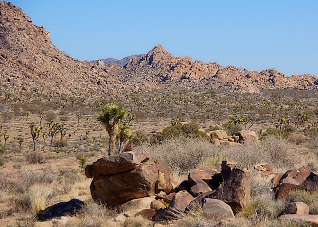 Joshua Trees