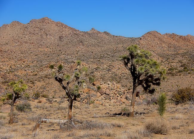 3 Joshua Trees