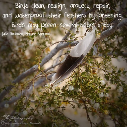Birds clean, realign, protect, repair, and waterproof their feathers by preening. Birds may preen several hours a day.