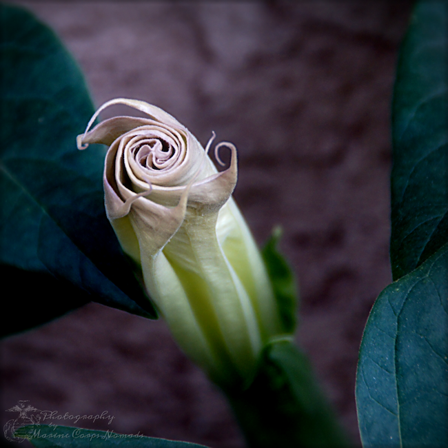 Spiral Blossom
