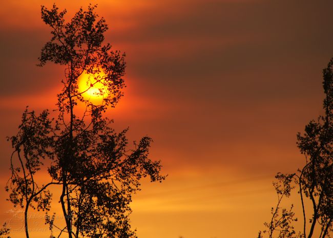 Wildfire Sunset