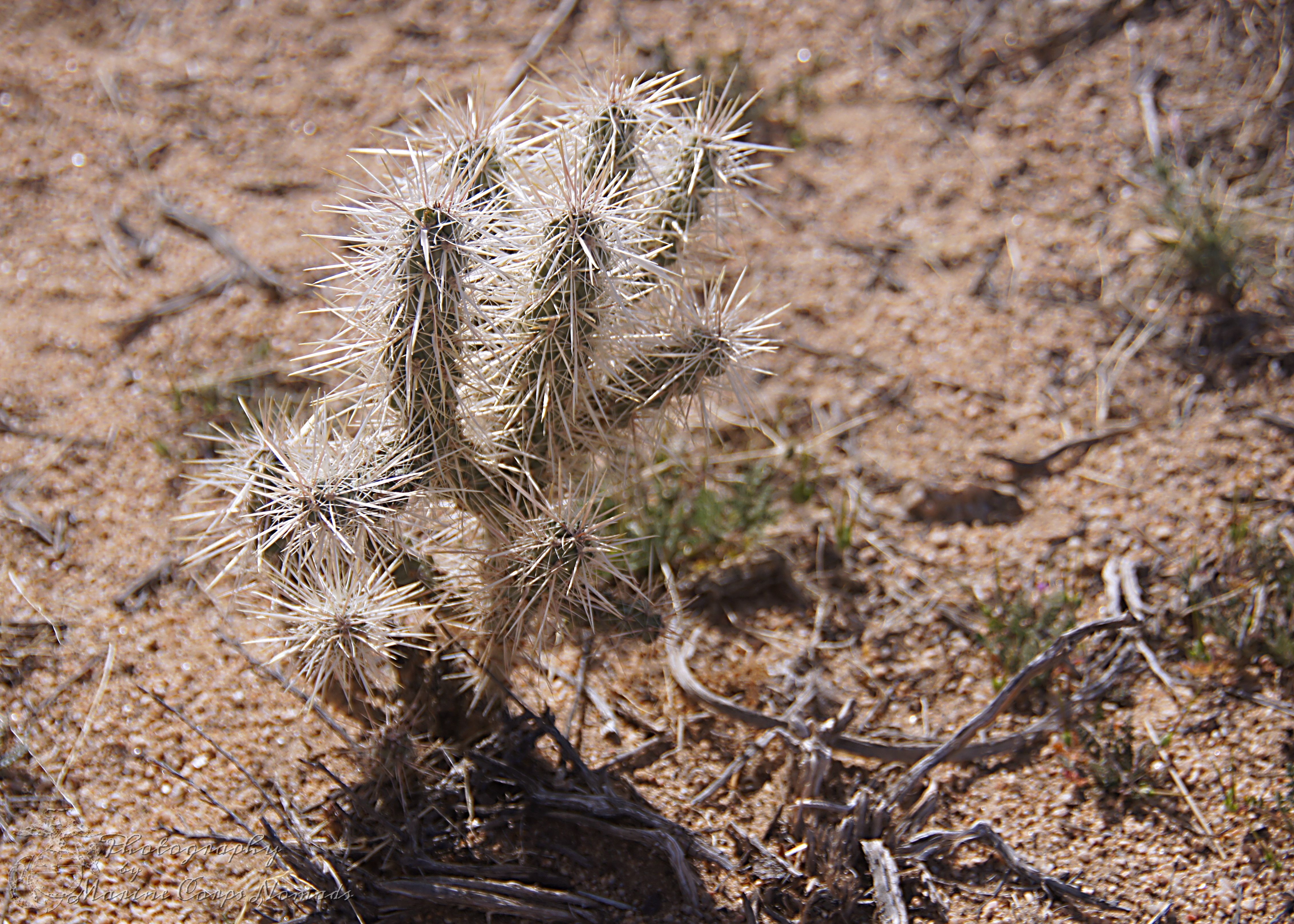 Cactus