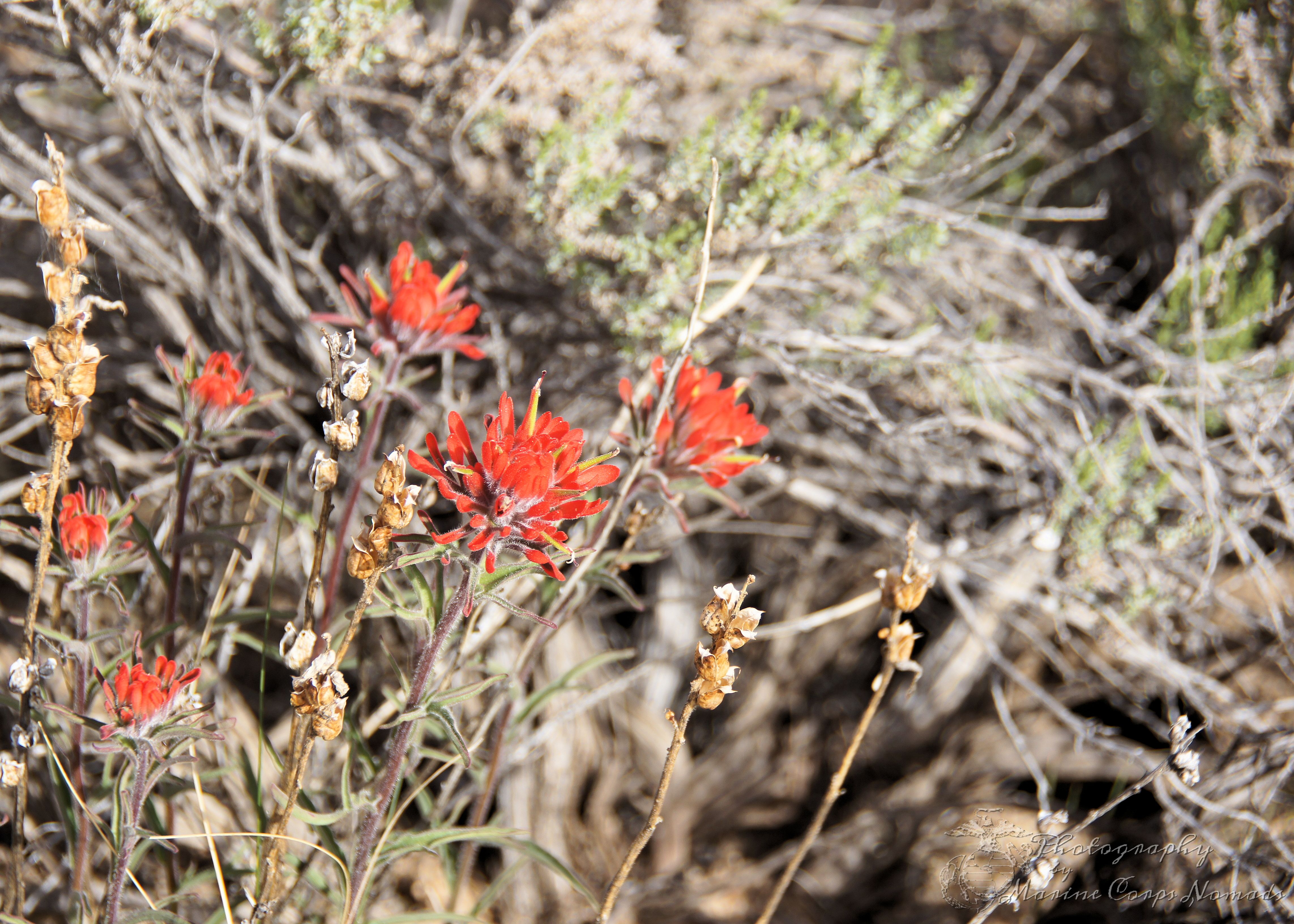 Desert Flowers