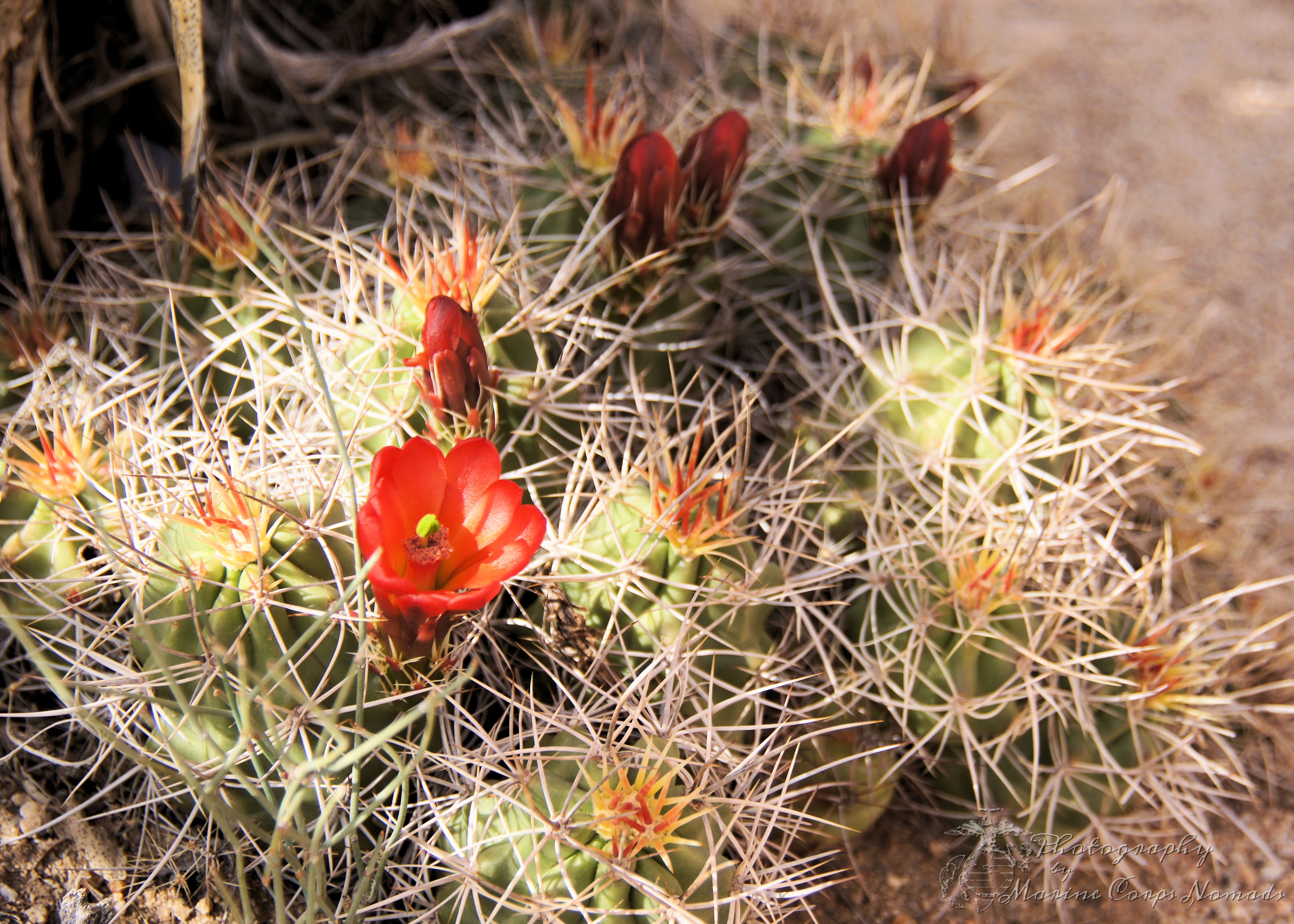 Blooming Cactus