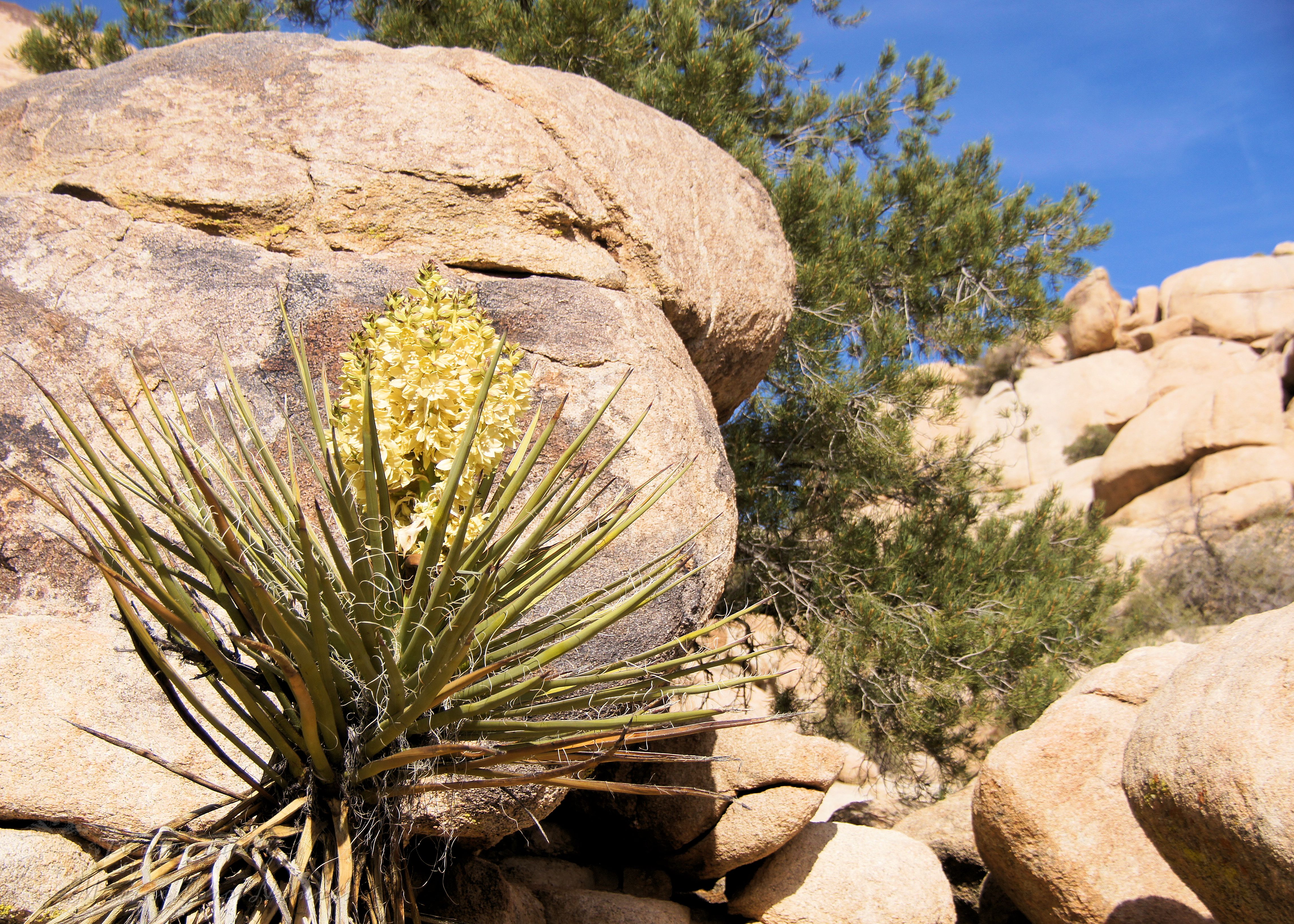 Blooming Yucca