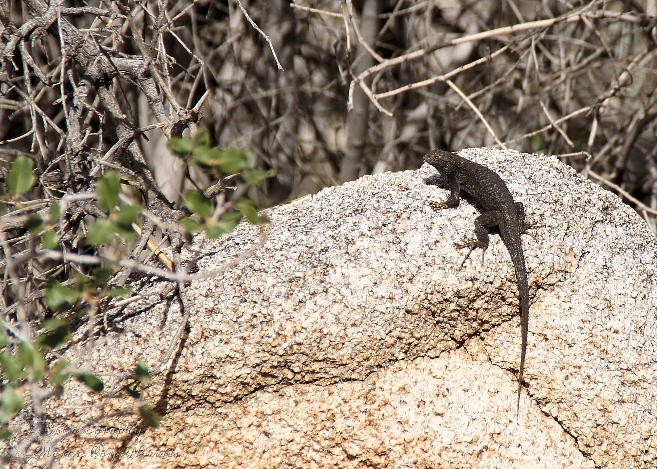 Lizard sunning himself on a rock