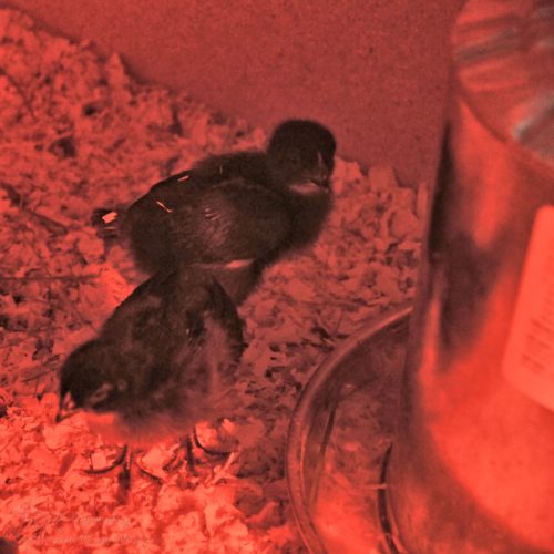 The chicks are five days old.