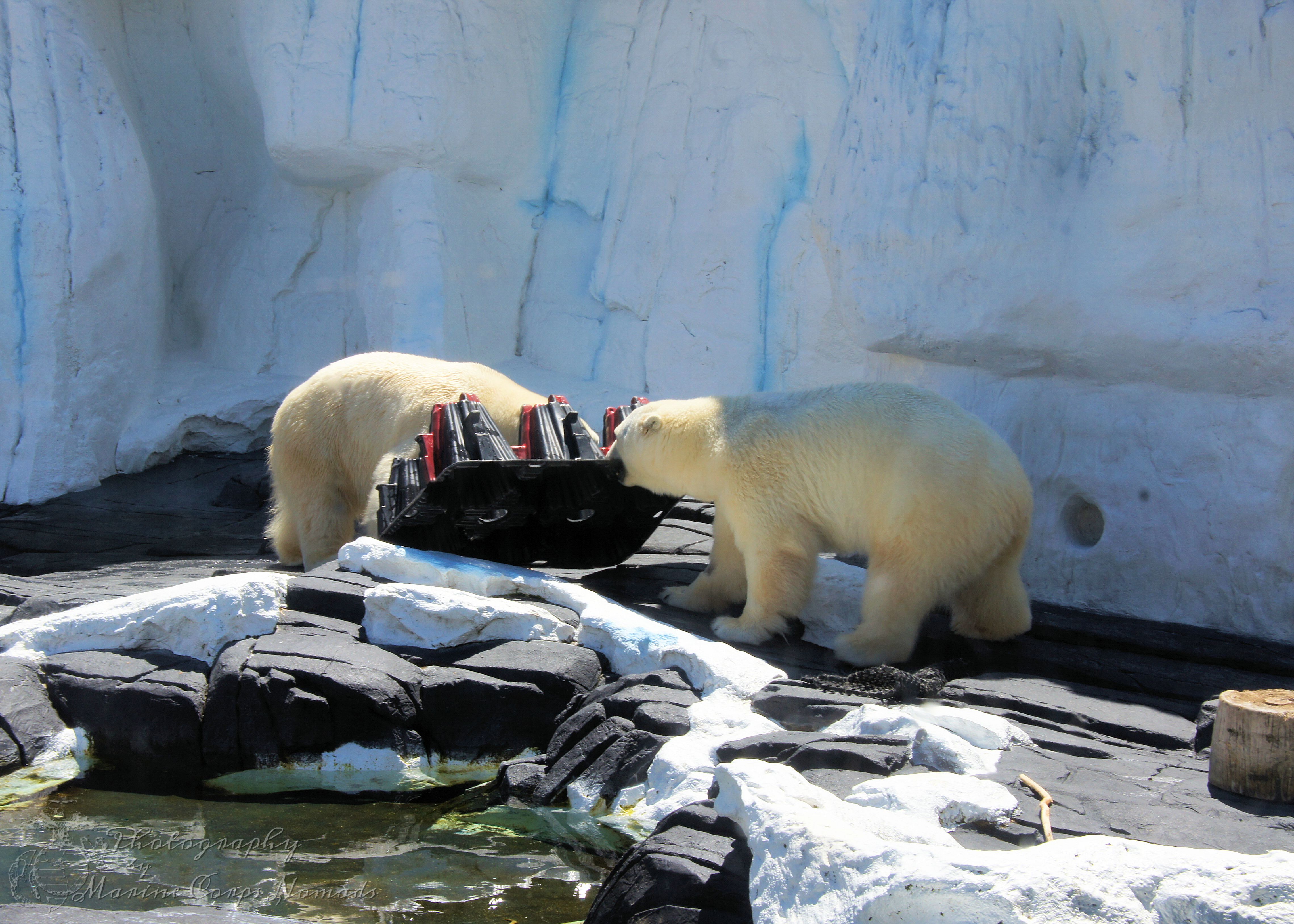 Polar bears