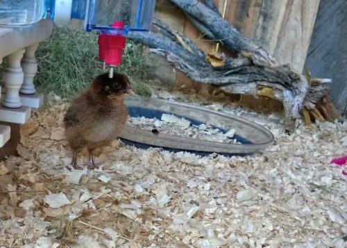 Week old chick brought up using the heating pad mama hen