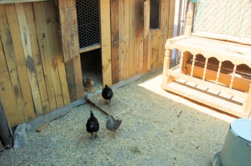 The nesting box is outside of the coop in the chicken run