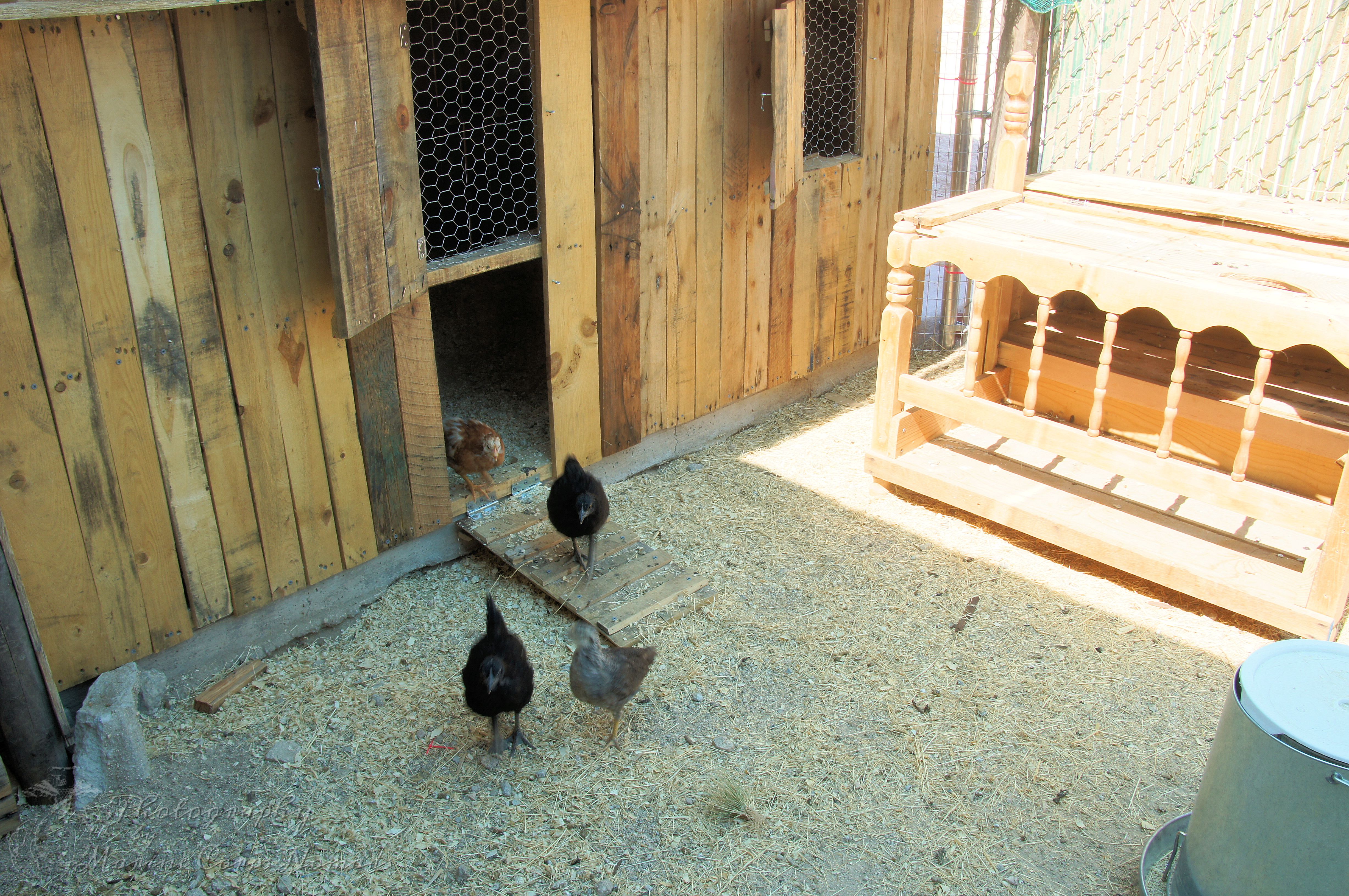 The nesting box is outside of the coop in the chicken run