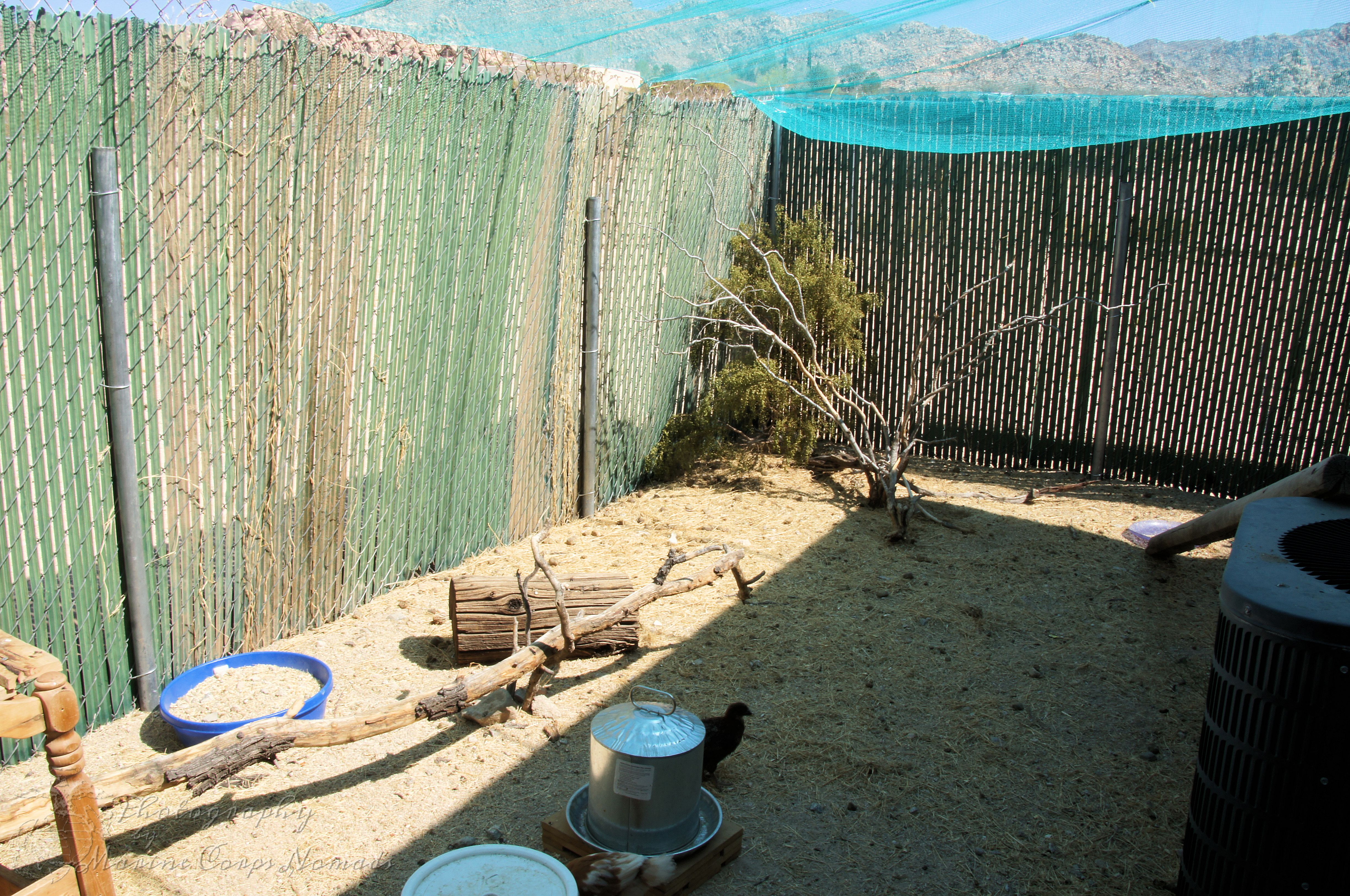 Looking out at the chicken run from the door