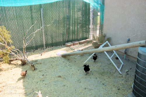 Chicks checking out the new additions to the chicken run