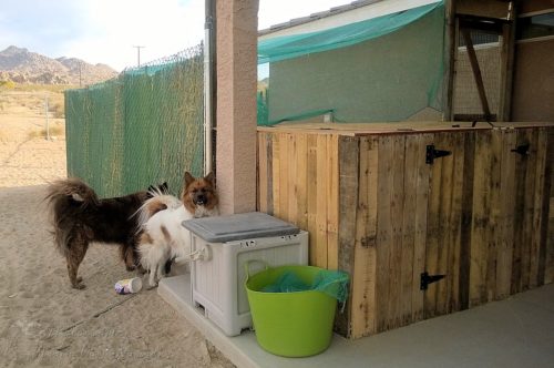 Dogs checking out the chickens in the chicken run