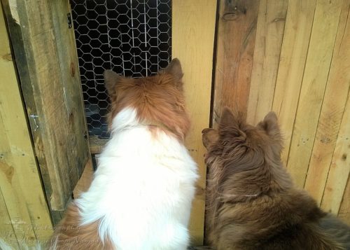 The dogs can be a little too attentive to the chicks as they watch them through the windows.