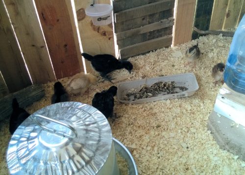 Chicks eating grubs for the first time in the coop